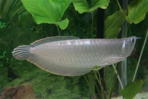 銀龍魚飼養|銀龍魚怎麼養，飼養要注意什麼精選